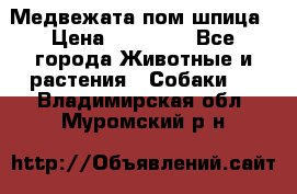 Медвежата пом шпица › Цена ­ 40 000 - Все города Животные и растения » Собаки   . Владимирская обл.,Муромский р-н